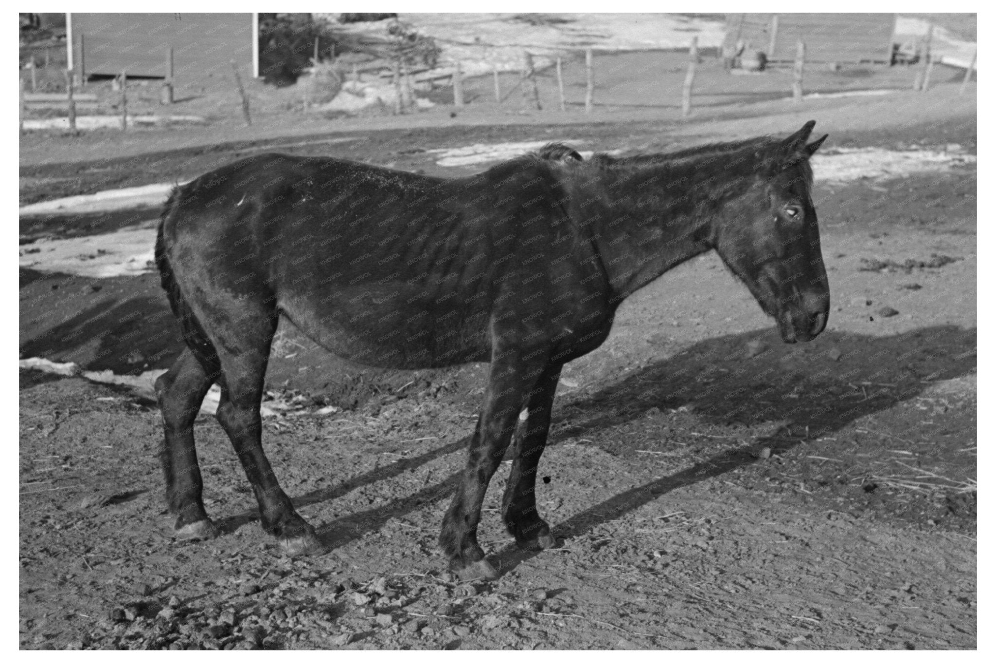 Blind Horse at Broken Windmill Glen Cooks Farm 1936 - Available at KNOWOL