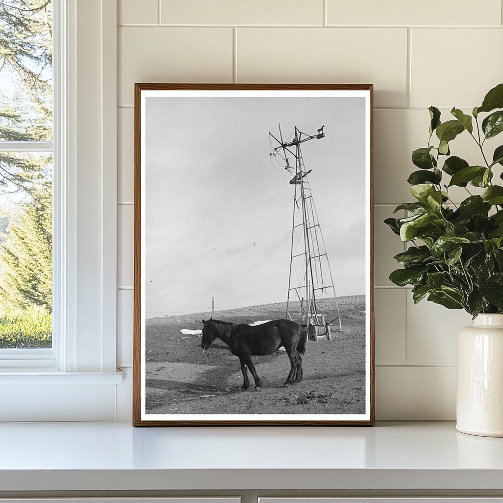 Blind Horse by Broken Windmill on Glen Cooks Farm 1936 - Available at KNOWOL
