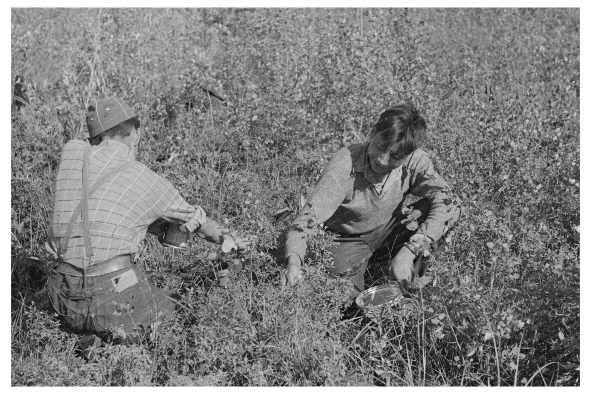 Blueberry Picking in Little Fork Minnesota 1937 - Available at KNOWOL
