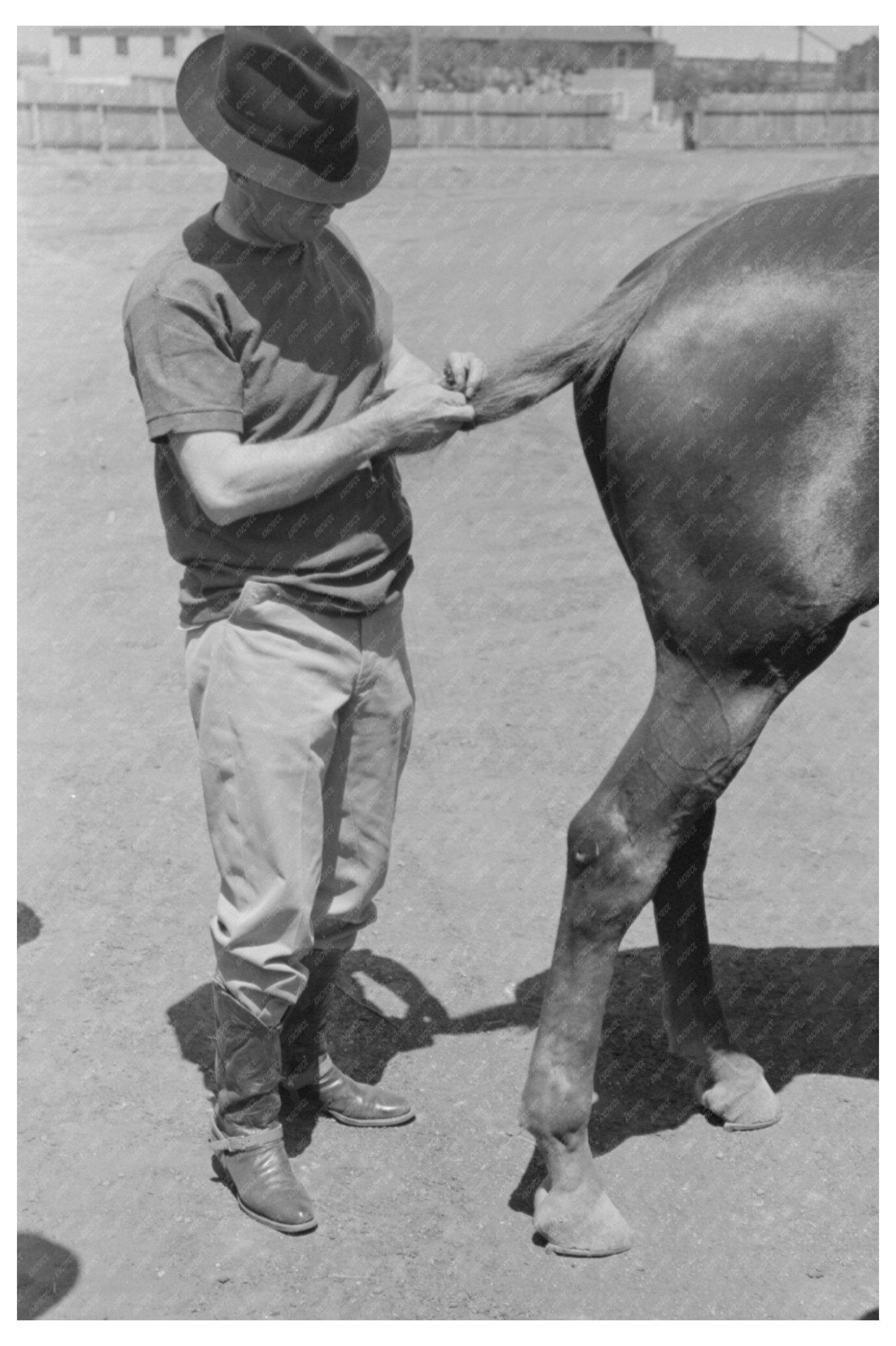 Braiding a Horses Tail for Polo May 1939 - Available at KNOWOL