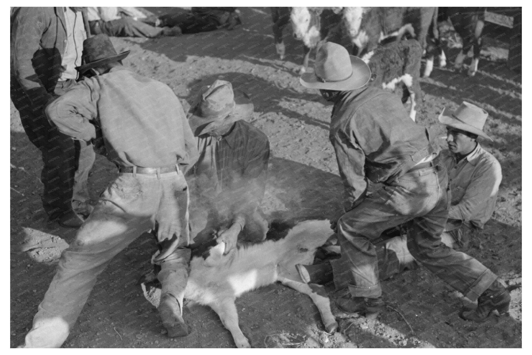 Branding Operations at Walking X Ranch Texas May 1939 - Available at KNOWOL