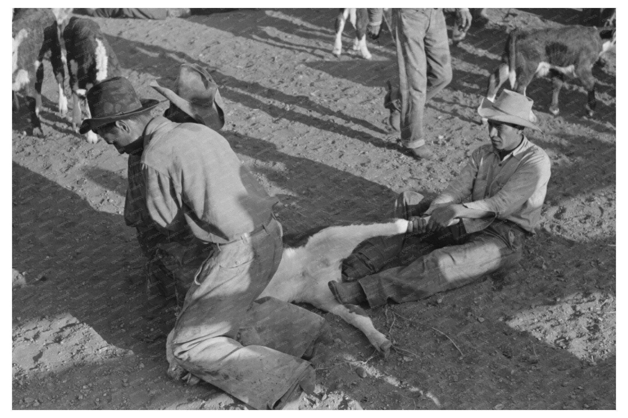 Branding Operations on a Calf in Marfa Texas 1939 - Available at KNOWOL