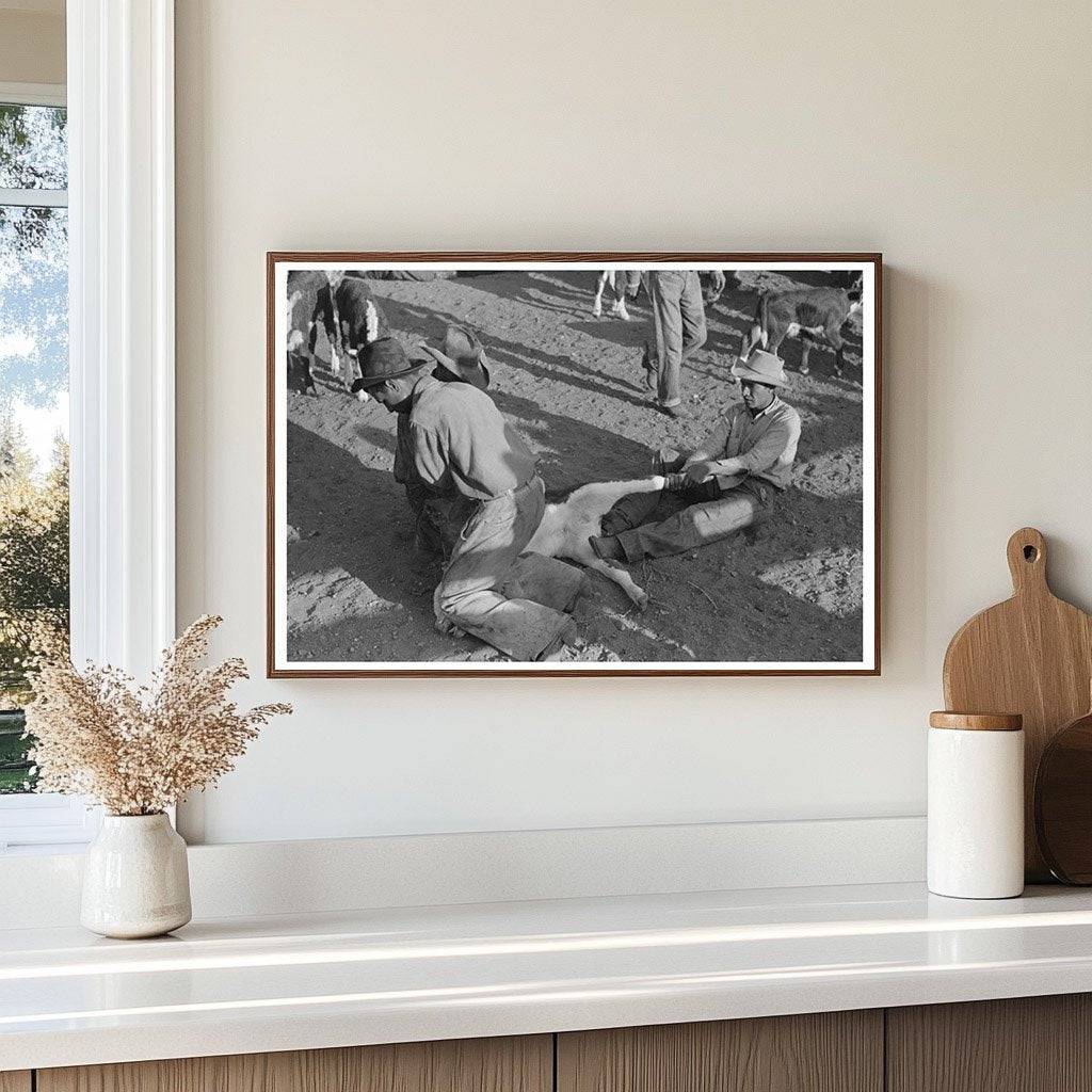 Branding Operations on a Calf in Marfa Texas 1939 - Available at KNOWOL