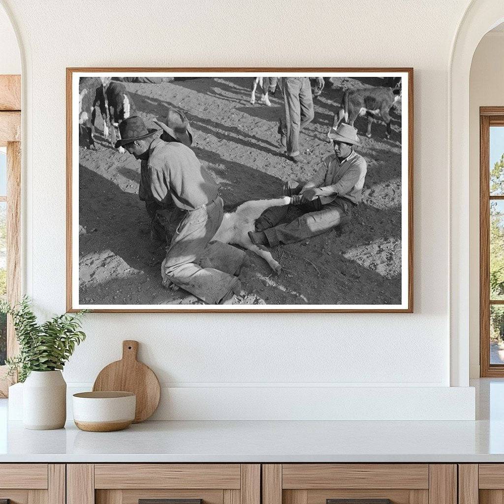 Branding Operations on a Calf in Marfa Texas 1939 - Available at KNOWOL