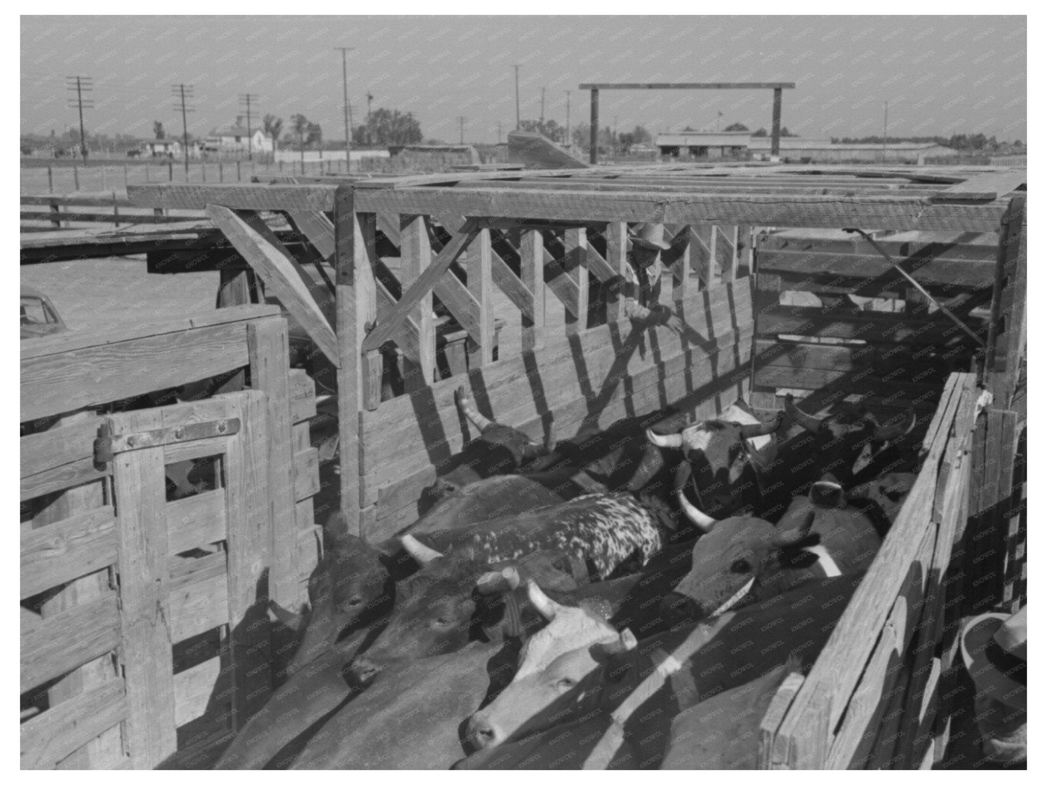 Brawley California Cattle Corral 1942 - Available at KNOWOL