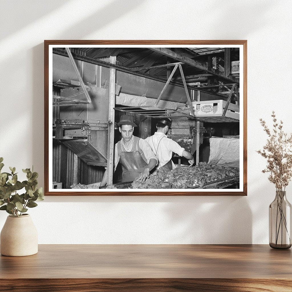 Broccoli Packing in Elsa Texas February 1939 - Available at KNOWOL