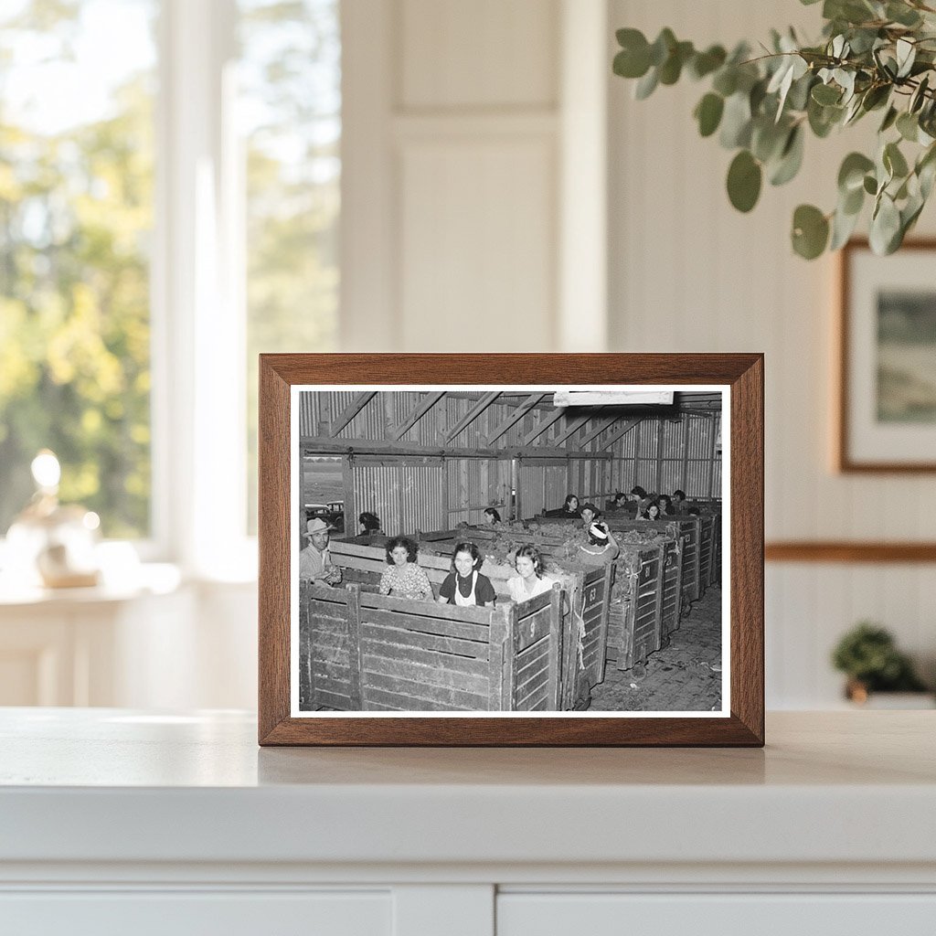 Broccoli Packing Workers in Elsa Texas February 1939 - Available at KNOWOL