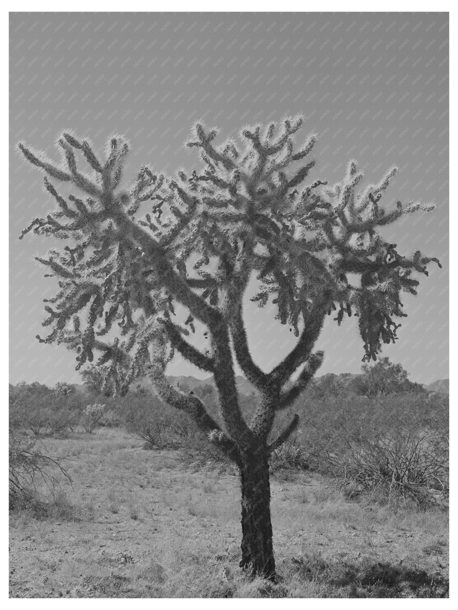 Buckhorn cactus in Yuma County Arizona 1942 - Available at KNOWOL