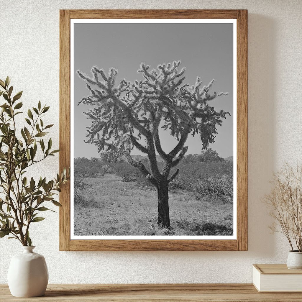 Buckhorn cactus in Yuma County Arizona 1942 - Available at KNOWOL