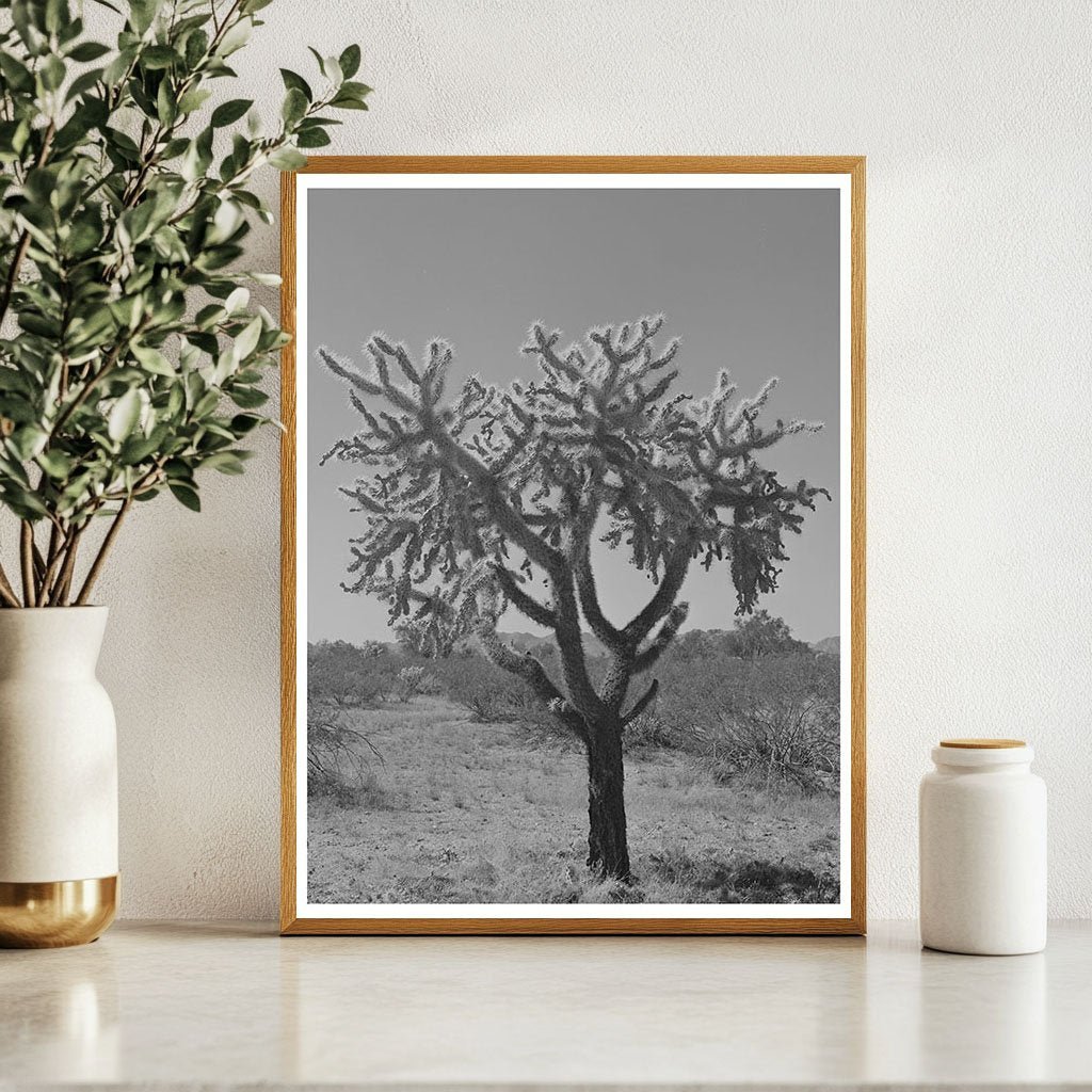 Buckhorn cactus in Yuma County Arizona 1942 - Available at KNOWOL