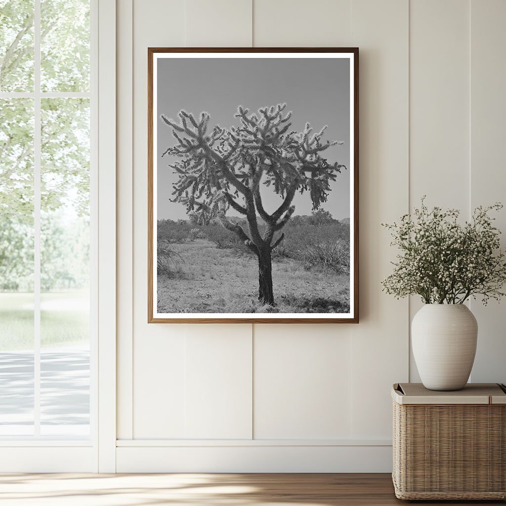 Buckhorn cactus in Yuma County Arizona 1942 - Available at KNOWOL