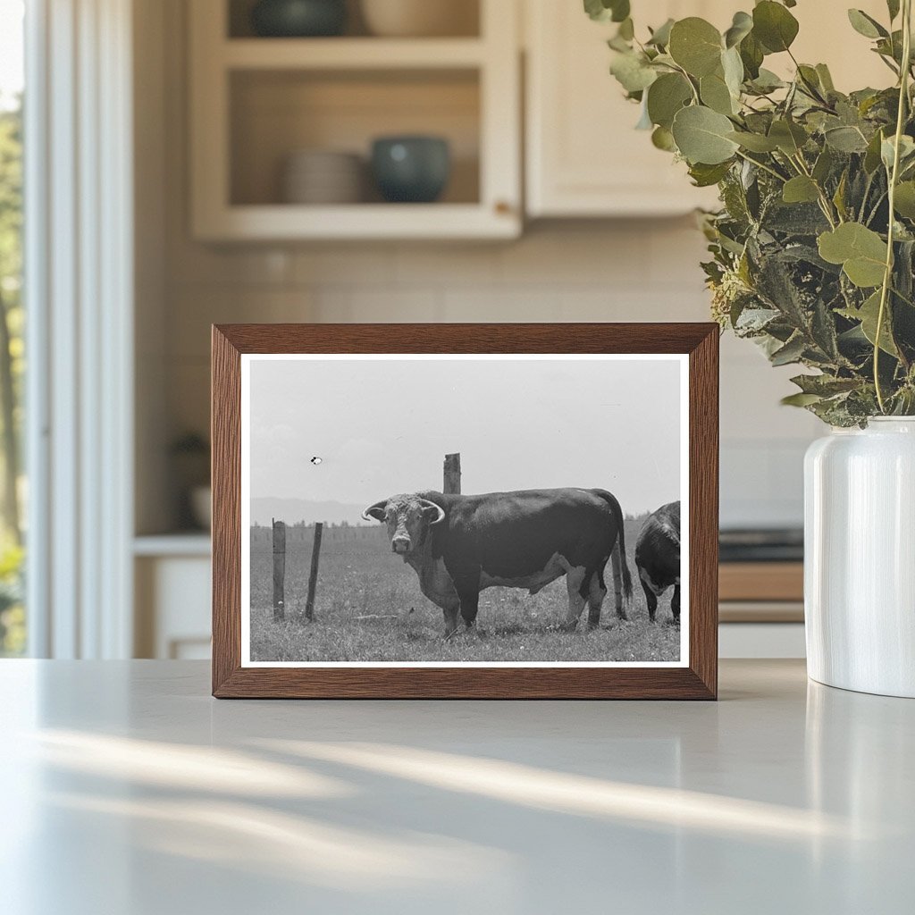 Bull at Cruzen Ranch Valley County Idaho 1941 - Available at KNOWOL