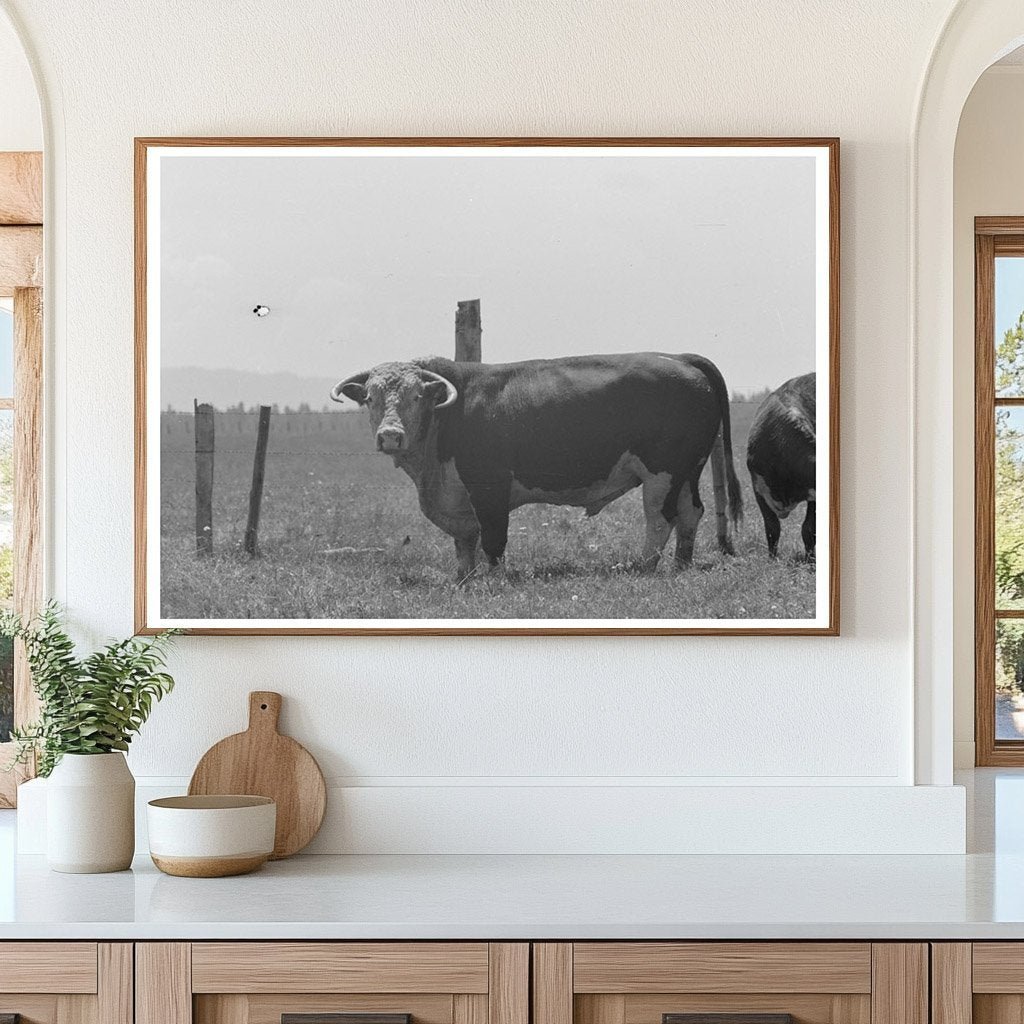 Bull at Cruzen Ranch Valley County Idaho 1941 - Available at KNOWOL
