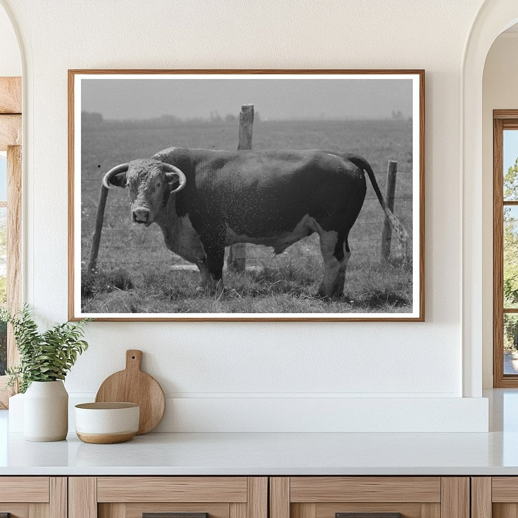 Bull at Cruzen Ranch Valley County Idaho July 1941 - Available at KNOWOL