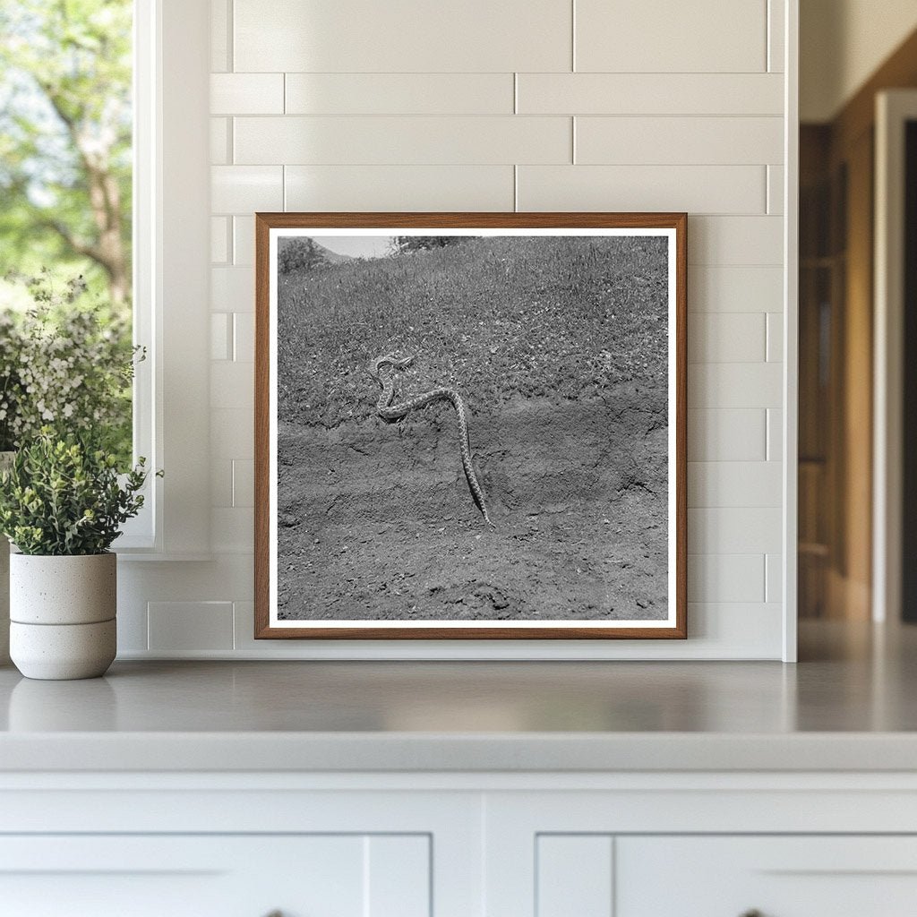 Bull Snake in Kern County California May 1942 Vintage Photo - Available at KNOWOL