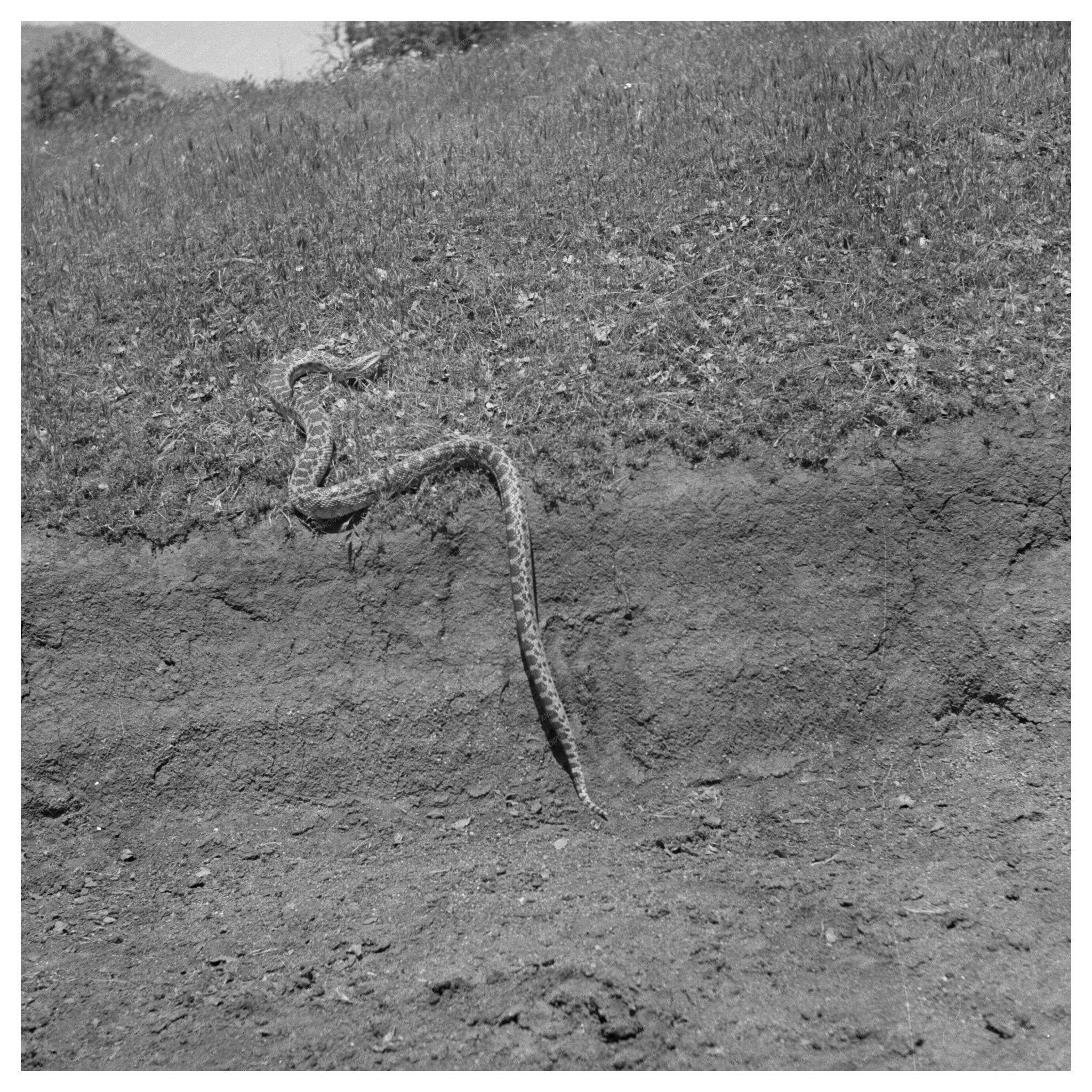 Bull Snake in Kern County California May 1942 Vintage Photo - Available at KNOWOL