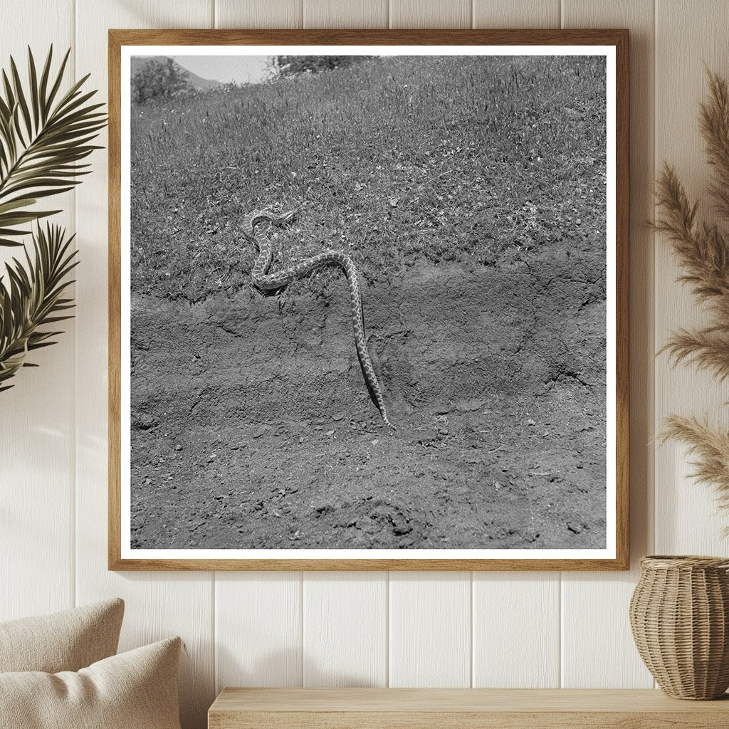 Bull Snake in Kern County California May 1942 Vintage Photo - Available at KNOWOL