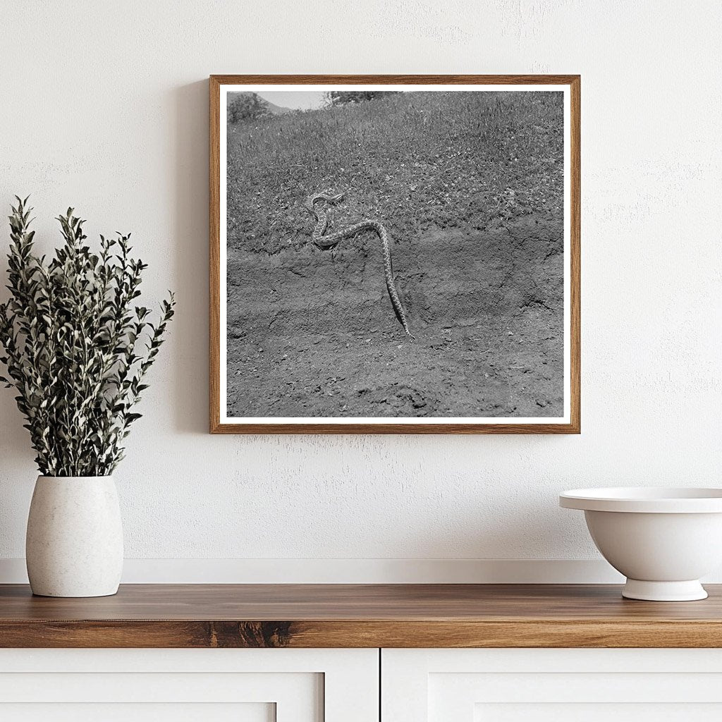 Bull Snake in Kern County California May 1942 Vintage Photo - Available at KNOWOL