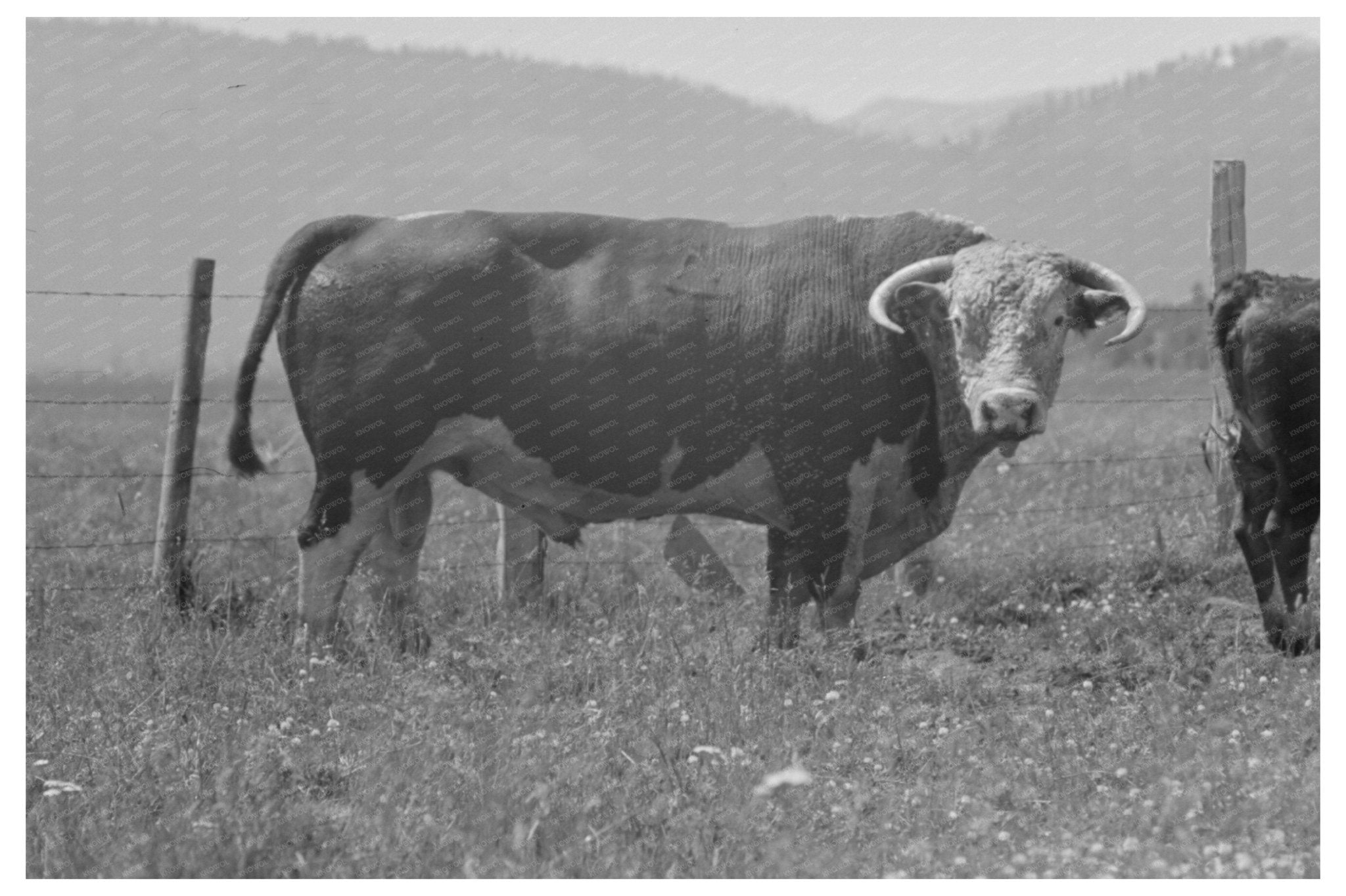 Bulls Head at Cruzen Ranch Valley County Idaho 1941 - Available at KNOWOL