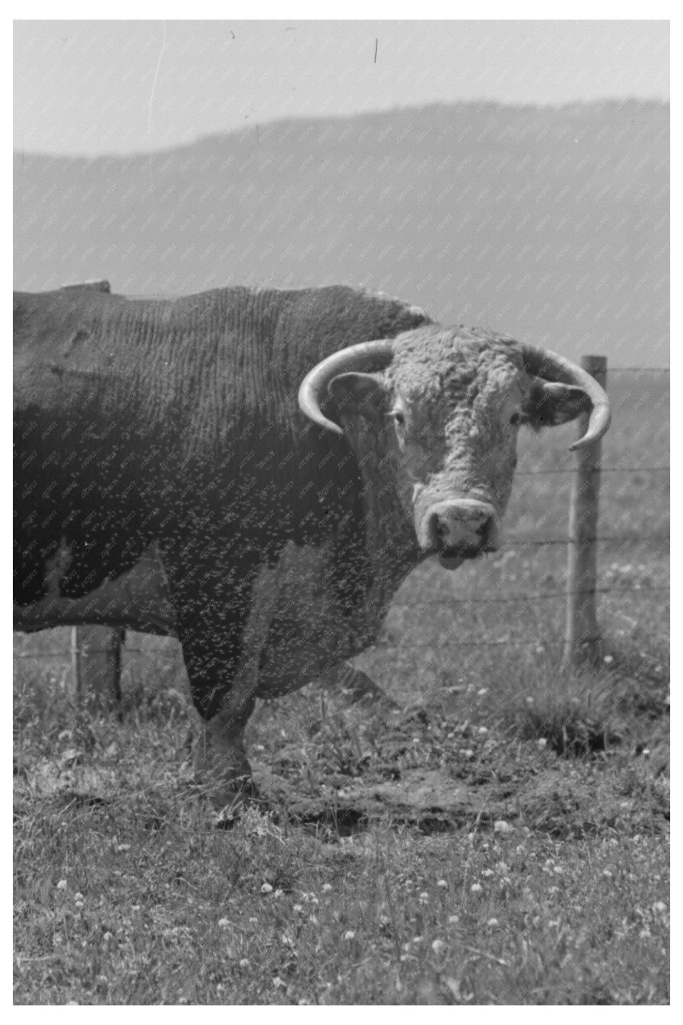 Bulls Head Cruzen Ranch Idaho July 1941 - Available at KNOWOL