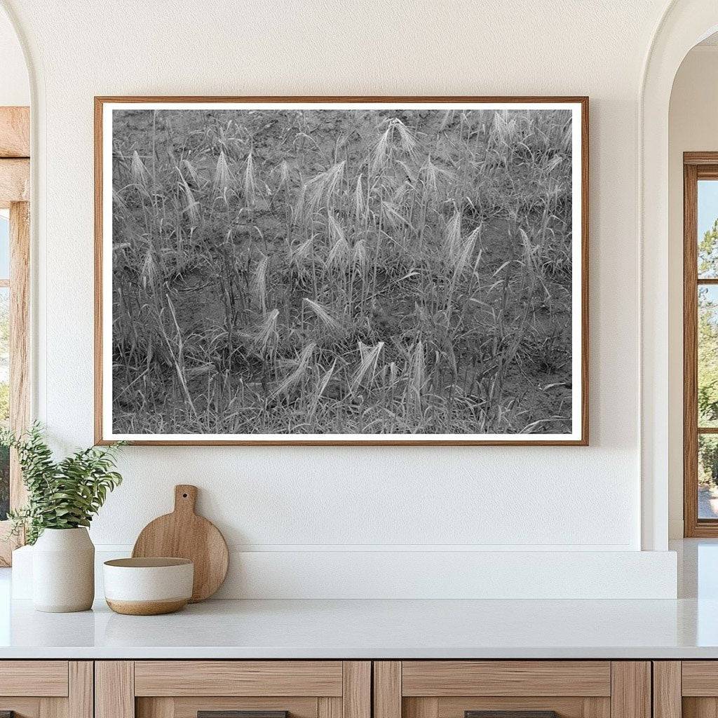 Burned - Out Wheat Fields Hydro Oklahoma June 1939 - Available at KNOWOL