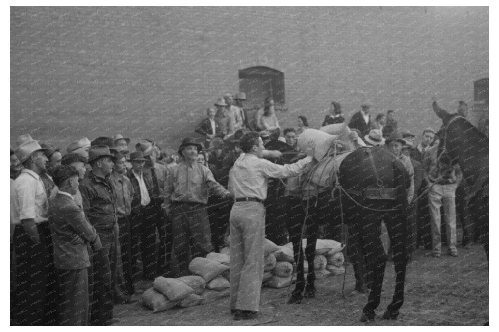 Burro Loading Contest Silverton Colorado September 1940 - Available at KNOWOL