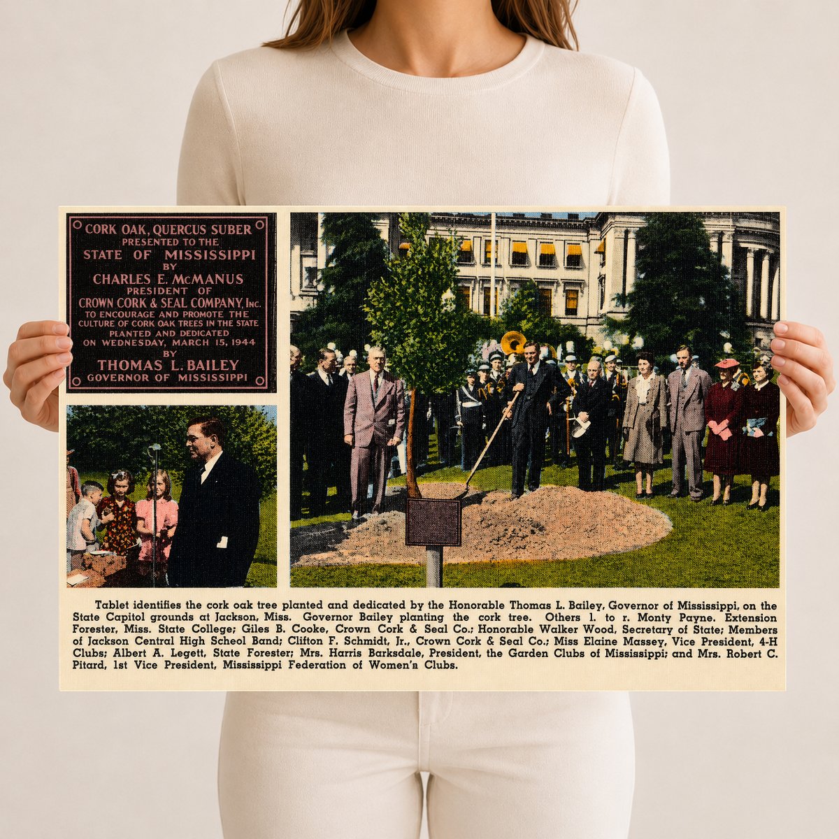 MS: Tablet identifies the cork oak tree planted and dedicated by the Honorable Thomas L. Bailey, Governor of Mississippi, on the State Capitol grounds at Jackson