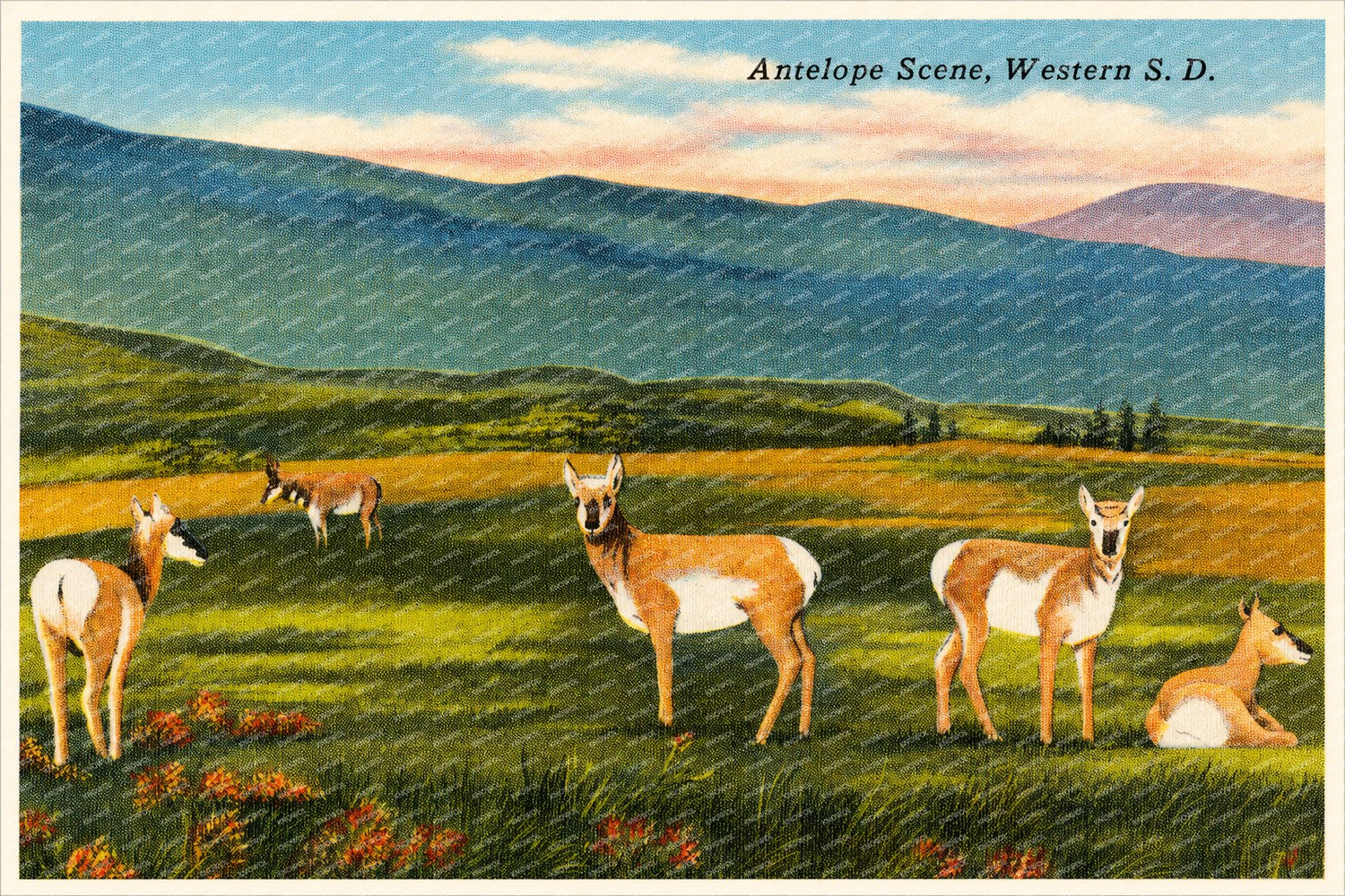 SD: Antelope scene, Western S. D.