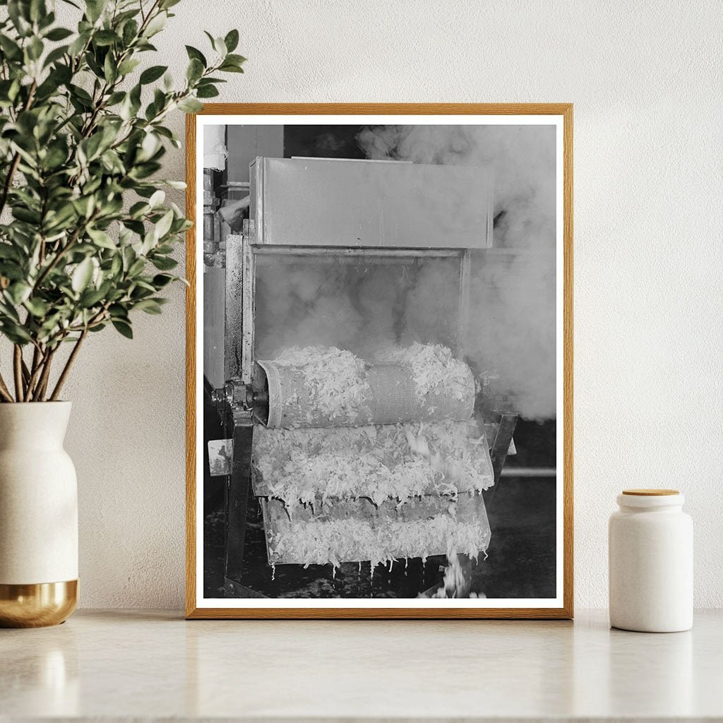 Cabbage Blanching in Albany California June 1942 - Available at KNOWOL