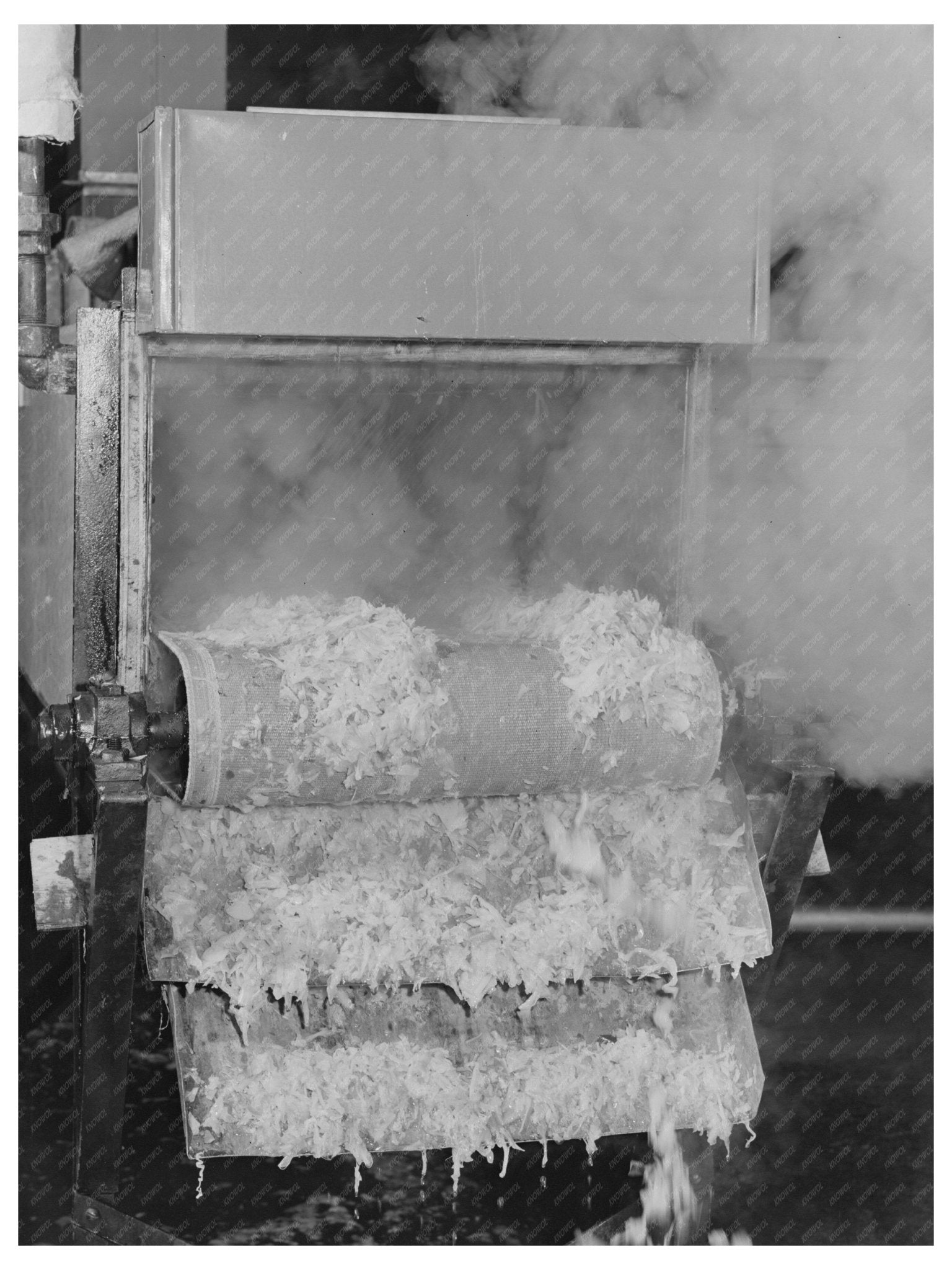 Cabbage Blanching in Albany California June 1942 - Available at KNOWOL