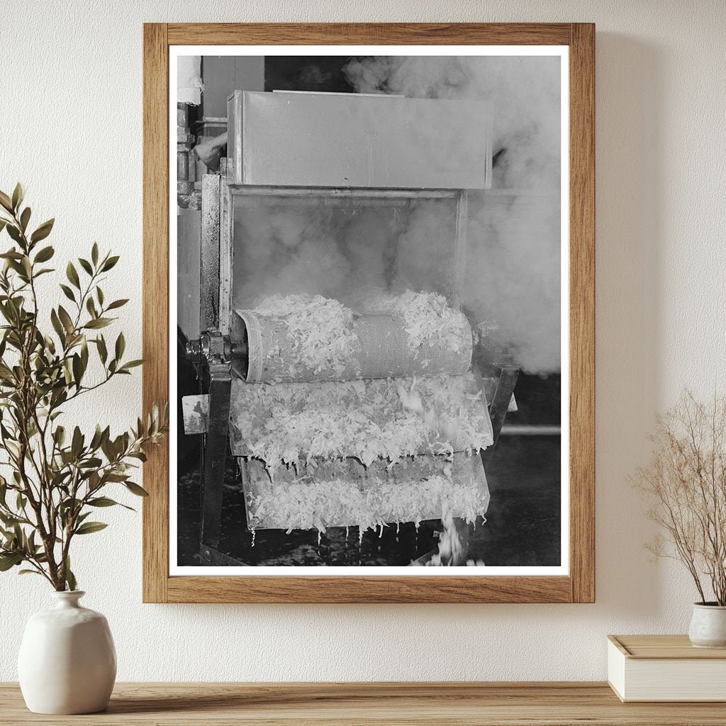 Cabbage Blanching in Albany California June 1942 - Available at KNOWOL