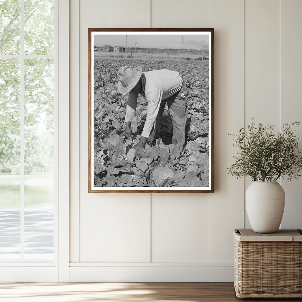 Cabbage Cutting in Imperial County California 1942 - Available at KNOWOL