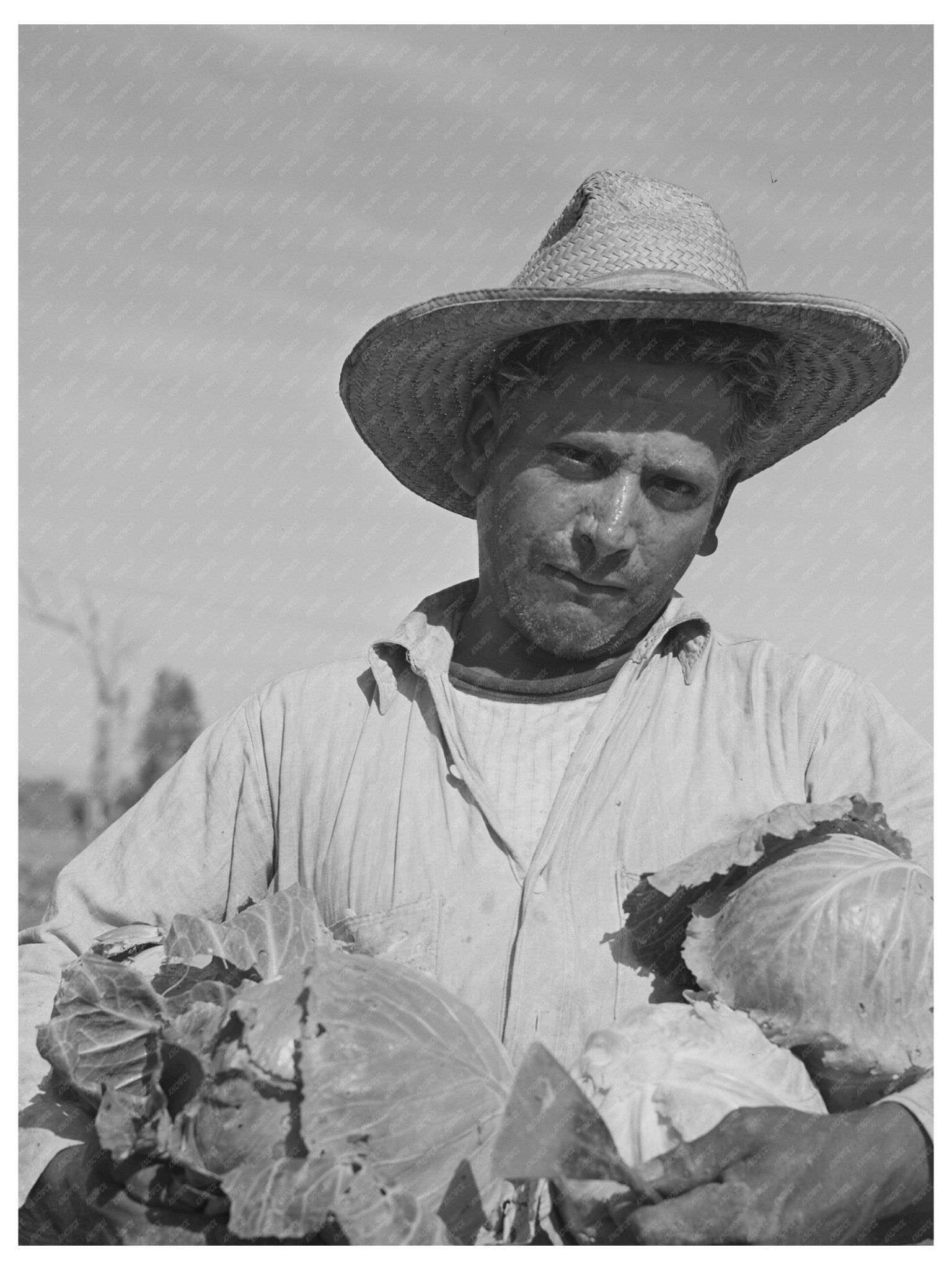 Cabbage Gathering in Imperial County California March 1942 - Available at KNOWOL