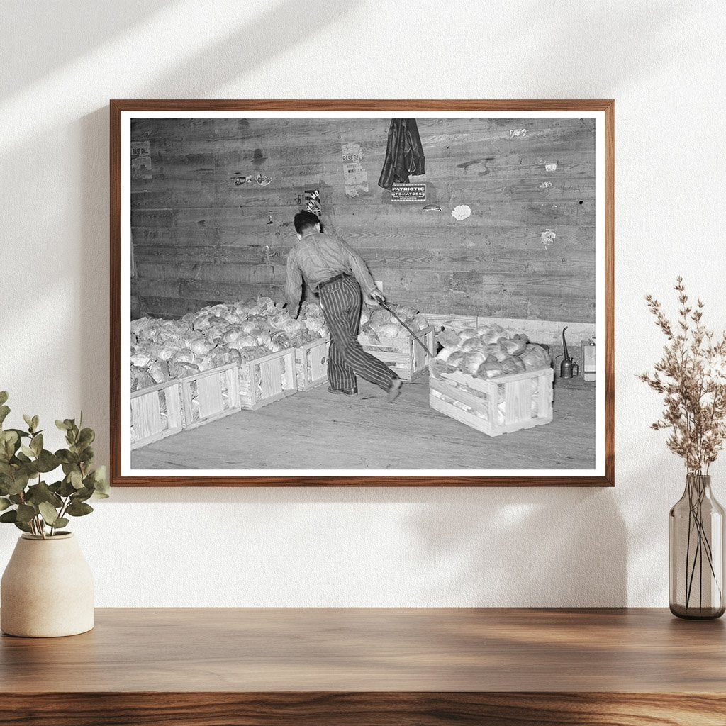 Cabbage Skidding in Alamo Texas Warehouse February 1939 - Available at KNOWOL