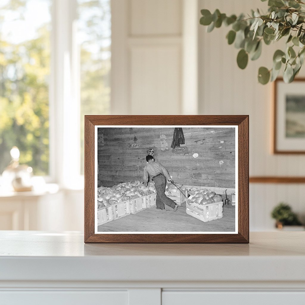 Cabbage Skidding in Alamo Texas Warehouse February 1939 - Available at KNOWOL