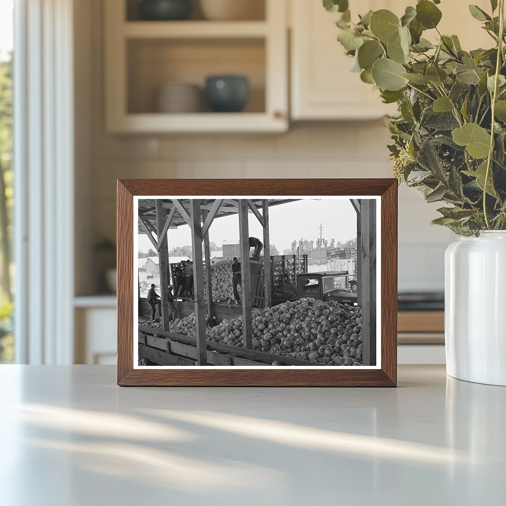 Cabbage Unloading at Dehydrating Plant Turlock 1942 - Available at KNOWOL