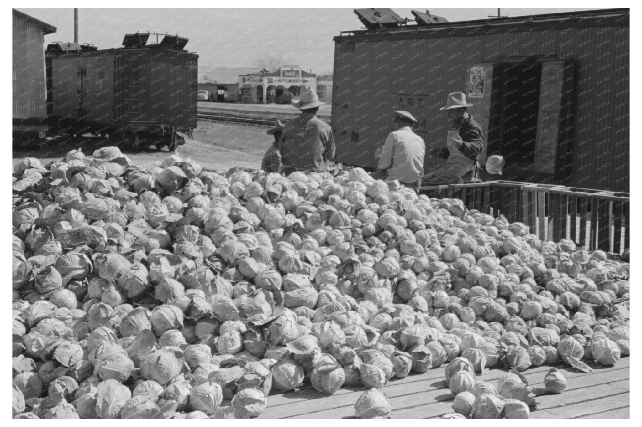 Cabbages in Alamo Texas February 1939 FSA Collection - Available at KNOWOL