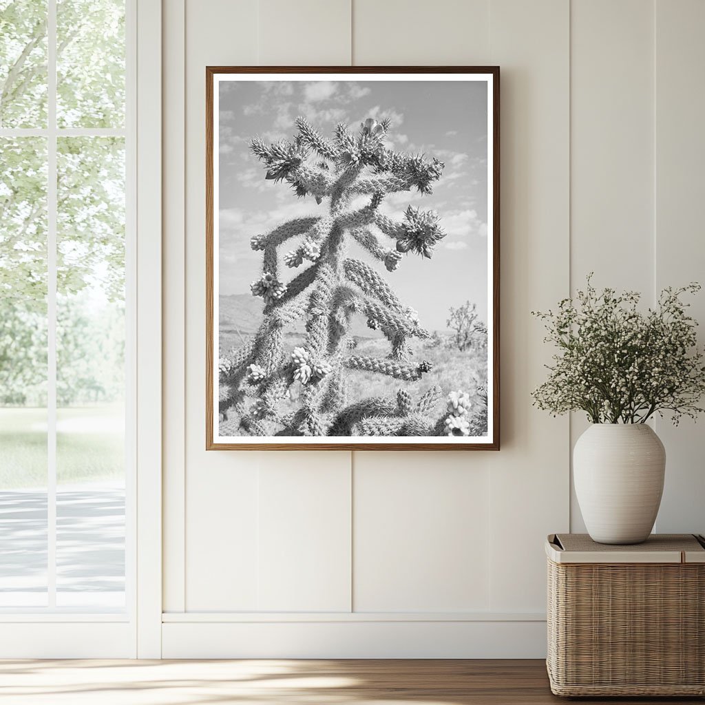 Cactus Bloom in Graham County Arizona May 1940 - Available at KNOWOL