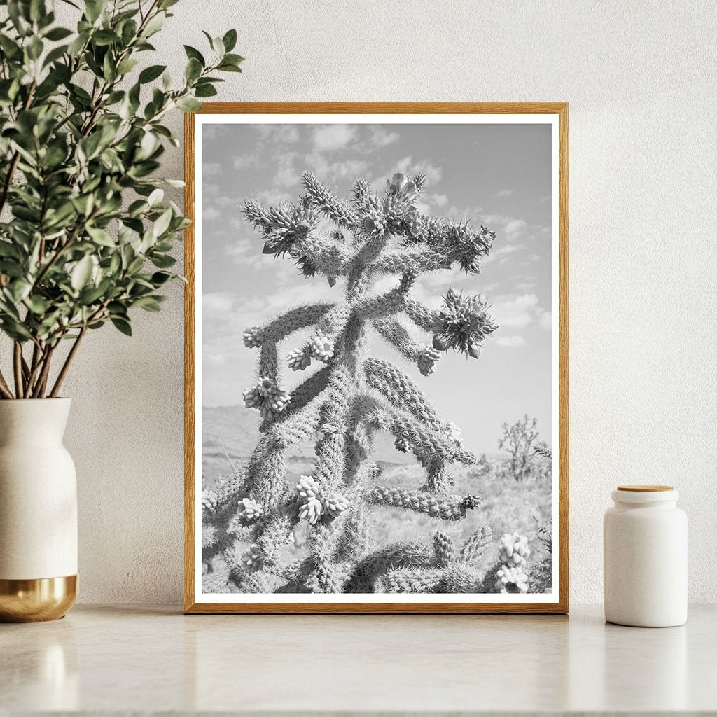 Cactus Bloom in Graham County Arizona May 1940 - Available at KNOWOL
