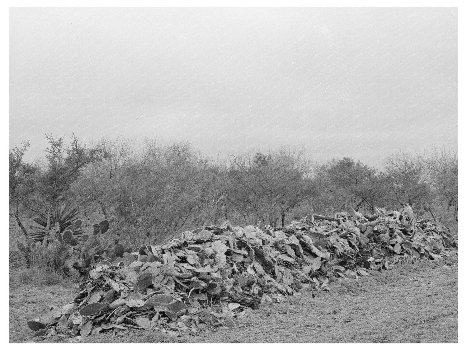 Cactus Removal for Land Preparation Robstown Texas 1939 - Available at KNOWOL