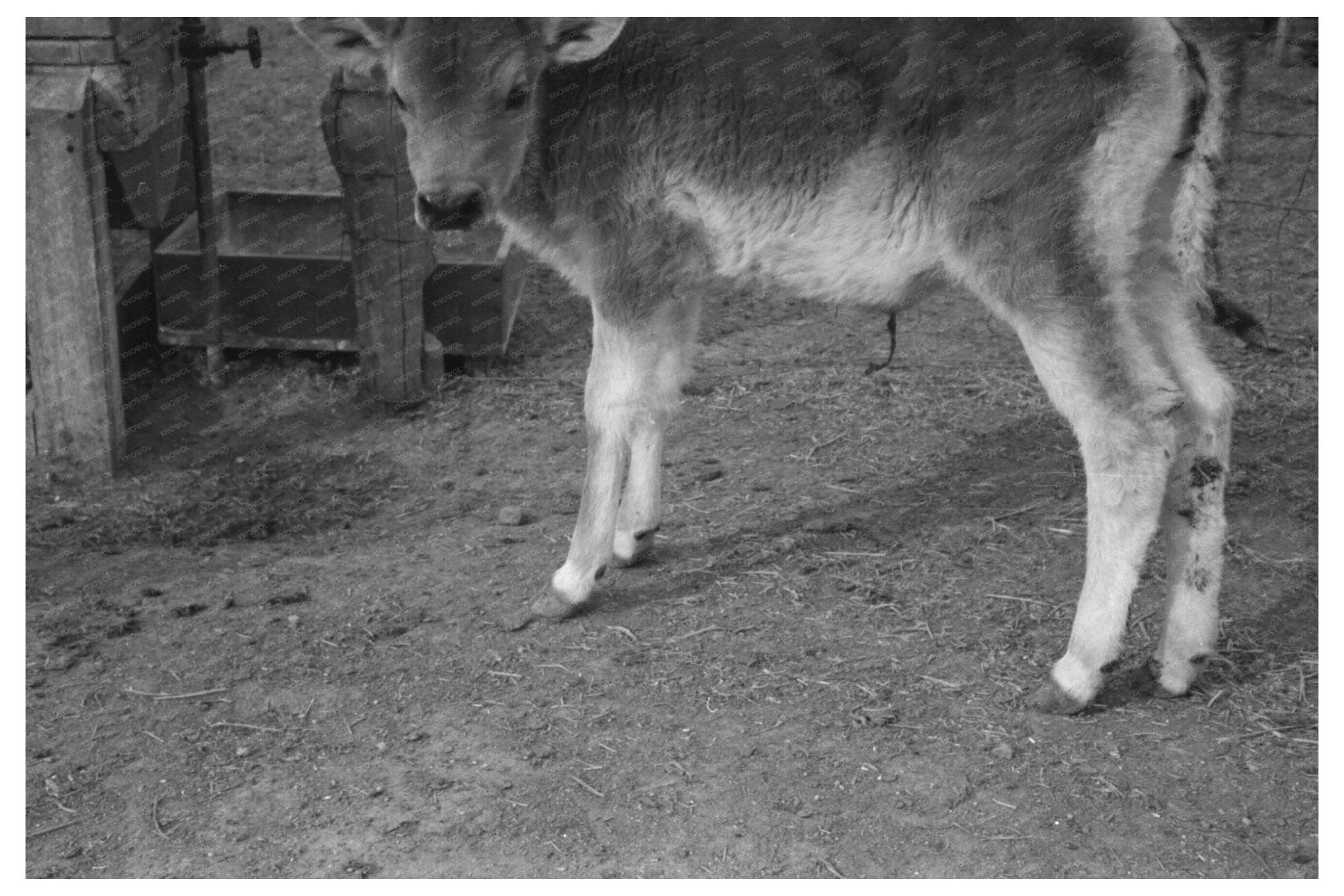 Calf at FSA Casa Grande Farms Coolidge Arizona 1942 - Available at KNOWOL