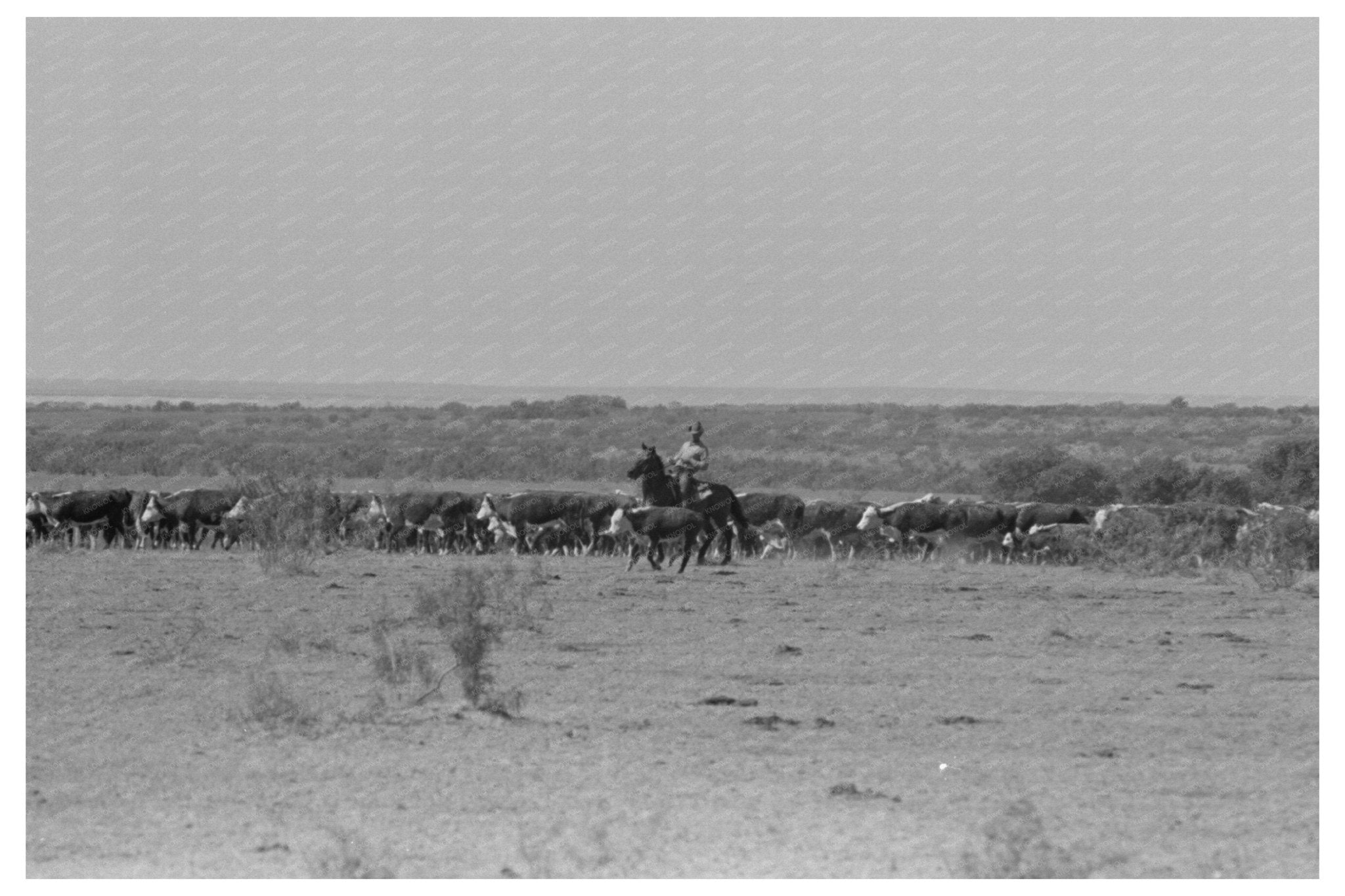 Calf Branding at Cattle Ranch Spur Texas 1939 - Available at KNOWOL
