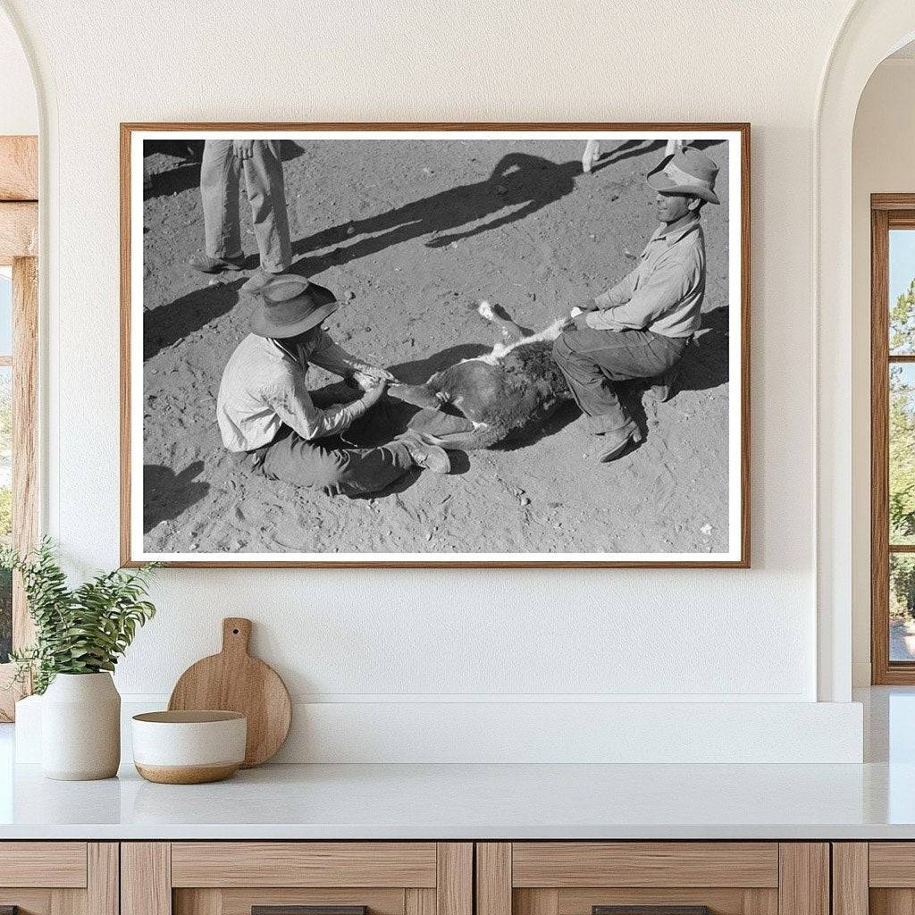 Calf Handling Methods at Walking X Ranch May 1939 - Available at KNOWOL