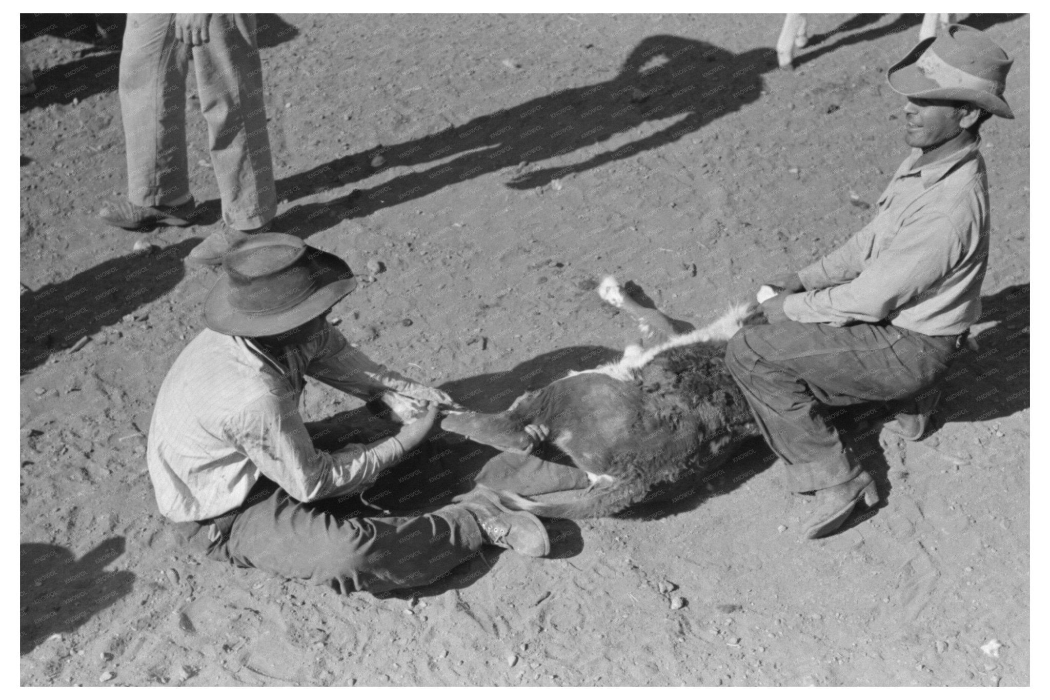 Calf Handling Methods at Walking X Ranch May 1939 - Available at KNOWOL