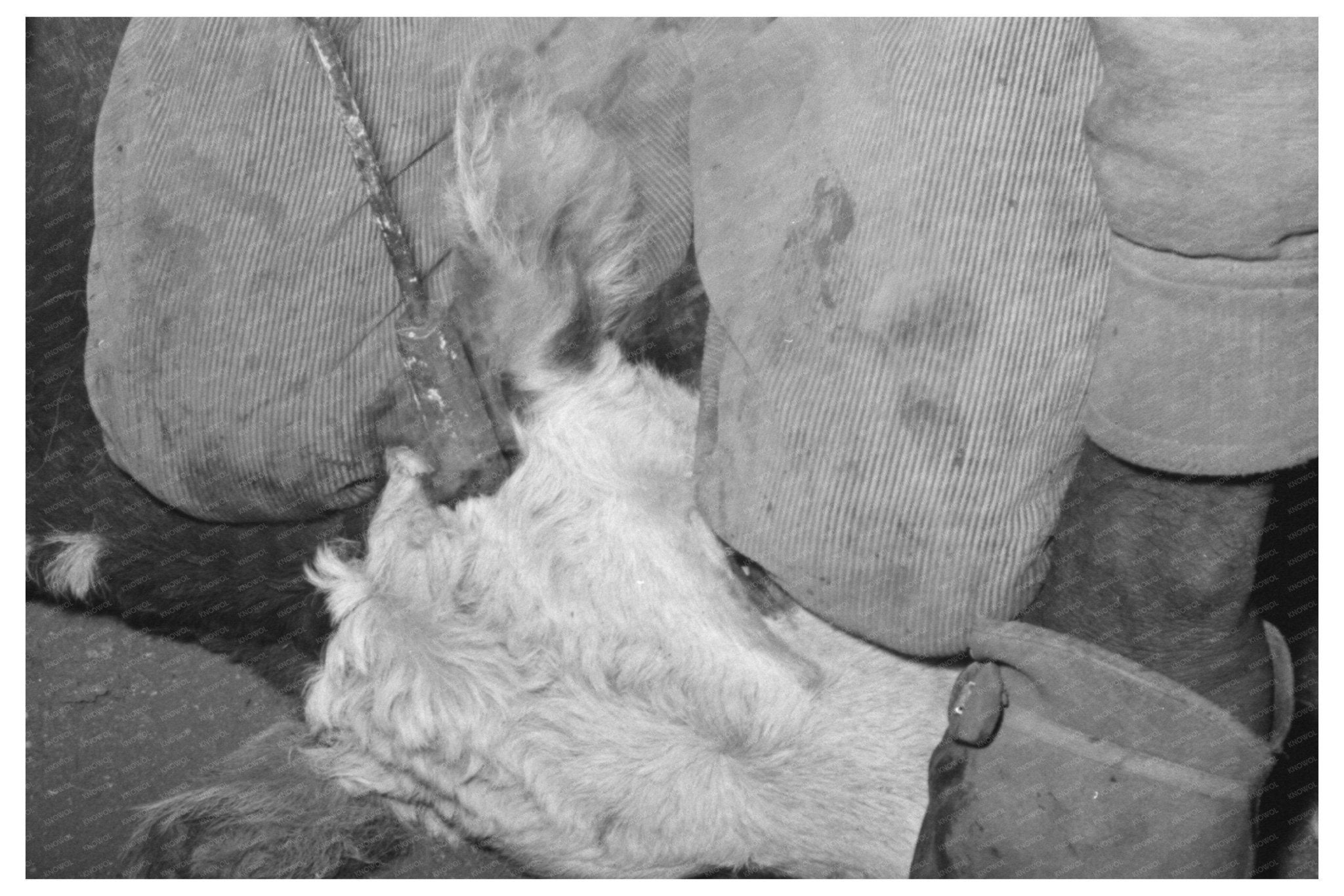 Calf Horn Burning at Walking X Ranch Marfa Texas 1939 - Available at KNOWOL