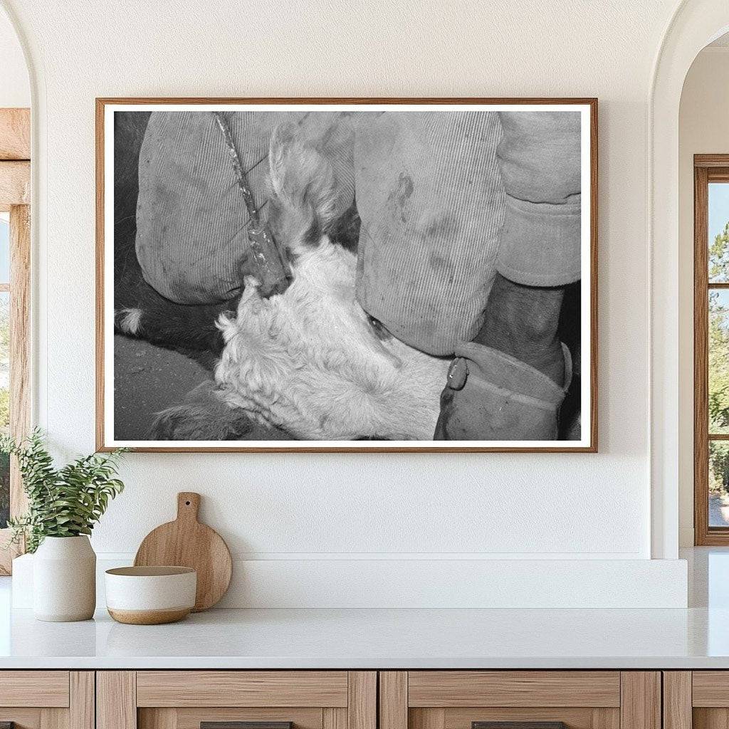 Calf Horn Burning at Walking X Ranch Marfa Texas 1939 - Available at KNOWOL