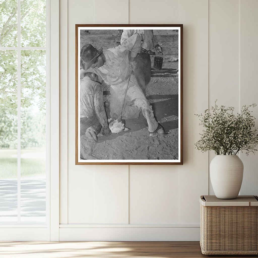 Calf Horn Burning Process at Walking X Ranch 1939 - Available at KNOWOL