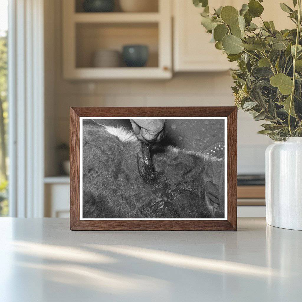 Calf Horn Burning Process Near Marfa Texas May 1939 - Available at KNOWOL