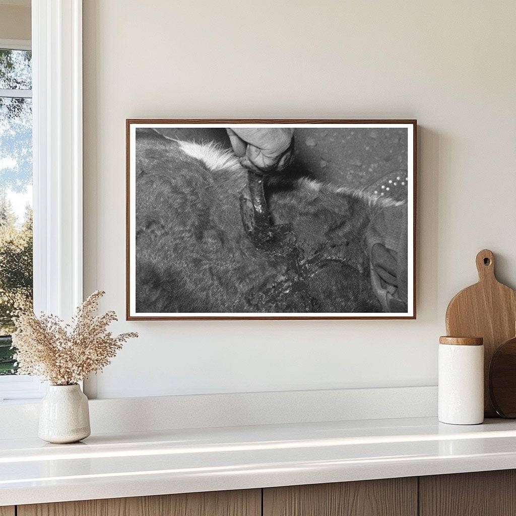 Calf Horn Burning Process Near Marfa Texas May 1939 - Available at KNOWOL