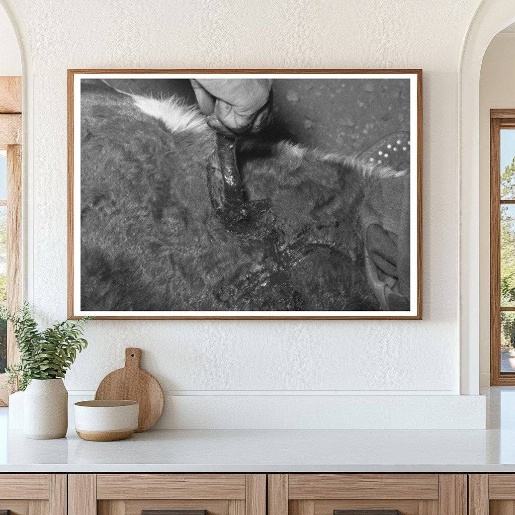 Calf Horn Burning Process Near Marfa Texas May 1939 - Available at KNOWOL